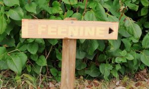 VAME; Feenine